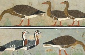 Ancient art reveals extinct goose