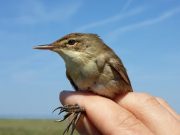 Birds can read the Earths magnetic signature well enough to get back on course