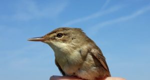 Birds can read the Earths magnetic signature well enough to get back on course