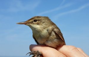 Birds can read the Earths magnetic signature well enough to get back on course
