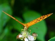 Butterfly wing clap explains mystery of flight