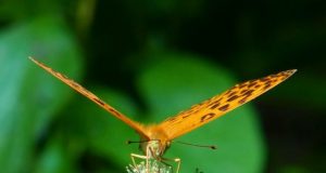 Butterfly wing clap explains mystery of flight
