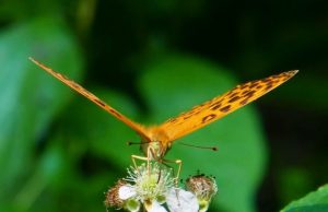 Butterfly wing clap explains mystery of flight