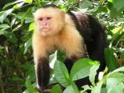 Capuchin monkey genome reveals clues to its long life and large brain