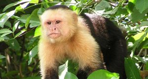 Capuchin monkey genome reveals clues to its long life and large brain