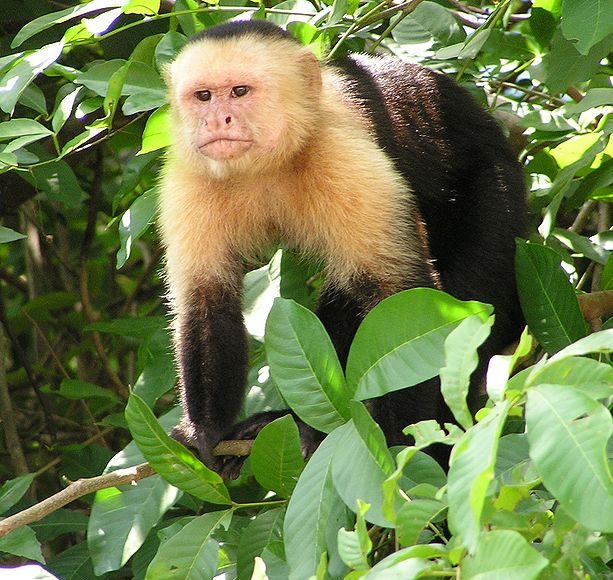 Capuchin monkey genome reveals clues to its long life and large brain