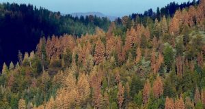 Climate impacts drive east west divide in forest seed production