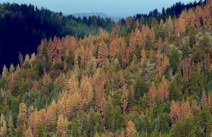 Climate impacts drive east west divide in forest seed production