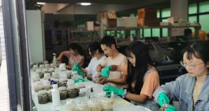 Common weed killers favor antibiotic resistant bacteria new study shows