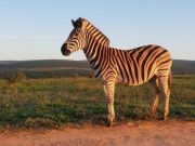 Conservation paradox The pros and cons of recreational hunting