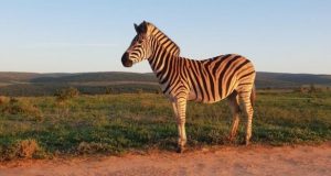 Conservation paradox The pros and cons of recreational hunting