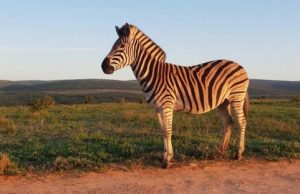 Conservation paradox The pros and cons of recreational hunting