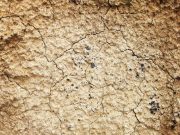 Corn belt farmland has lost a third of its carbon rich soil