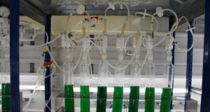 Cyanobacteria could revolutionize the plastic industry