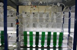 Cyanobacteria could revolutionize the plastic industry