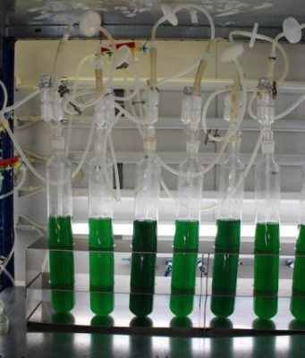 Cyanobacteria could revolutionize the plastic industry Cyanobacteria could revolutionize the plastic industry