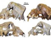 DNA from 360,000-year-old bone reveals oldest non-permafrost genome DNA from 360000 year old bone reveals oldest non permafrost genome