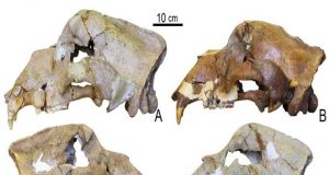 DNA from 360000 year old bone reveals oldest non permafrost genome