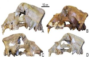 DNA from 360000 year old bone reveals oldest non permafrost genome