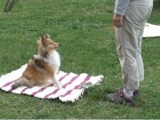Dogs may have body awareness and understand consequences of own actions