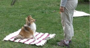 Dogs may have body awareness and understand consequences of own actions