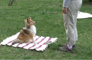 Dogs may have body awareness and understand consequences of own actions