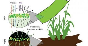 Engineering light availability for crop production