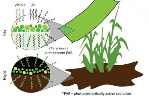 Engineering light availability for crop production