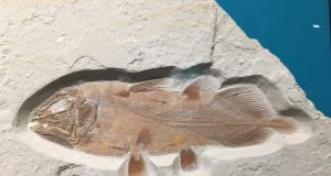 Enormous ancient fish fossil discovered in search of pterodactyl remains