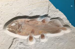 Enormous ancient fish fossil discovered in search of pterodactyl remains