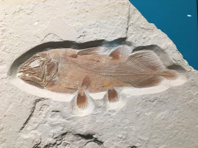 Enormous ancient fish fossil discovered in search of pterodactyl remains