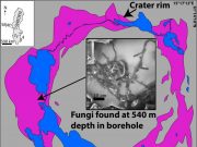 Europes largest meteorite crater is home to deep ancient fungi