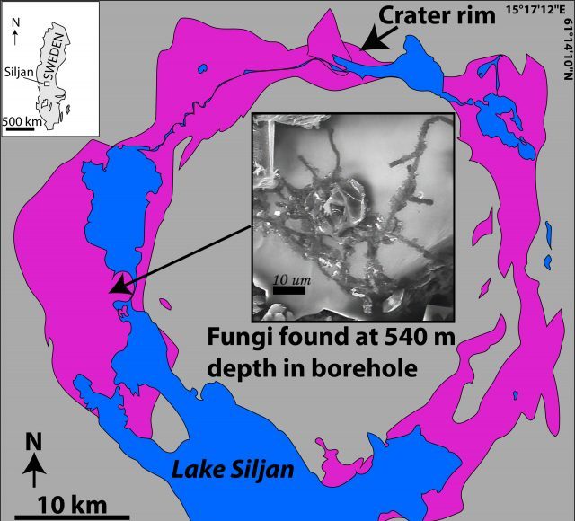 Europes largest meteorite crater is home to deep ancient fungi