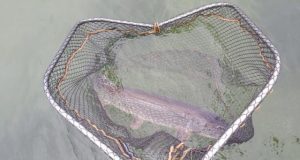 Fishing selects small shy fish for survival