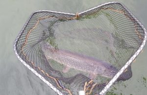 Fishing selects small shy fish for survival