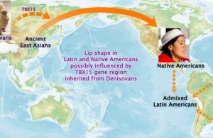 Genes for face shape identified