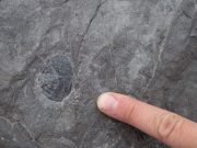 Geologists produce new timeline of Earths Paleozoic climate changes