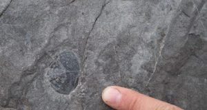 Geologists produce new timeline of Earths Paleozoic climate changes