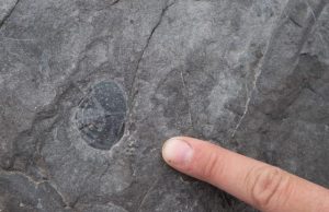 Geologists produce new timeline of Earths Paleozoic climate changes