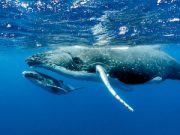 Healthy oceans need healthy soundscapes