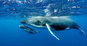 Healthy oceans need healthy soundscapes