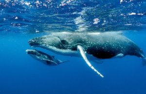 Healthy oceans need healthy soundscapes