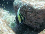 High carbon dioxide to slow tropical fish move to cooler waters