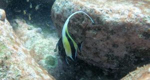 High carbon dioxide to slow tropical fish move to cooler waters