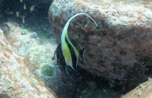 High carbon dioxide to slow tropical fish move to cooler waters