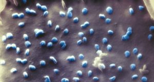 How the cell binds the virus