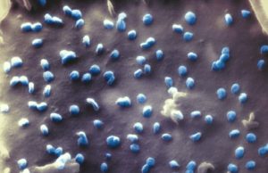 How the cell binds the virus