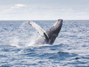 Humpback whales arent learning their songs from one another