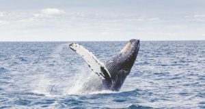 Humpback whales arent learning their songs from one another