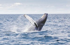 Humpback whales arent learning their songs from one another